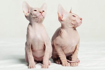 Cat Names That Start with S