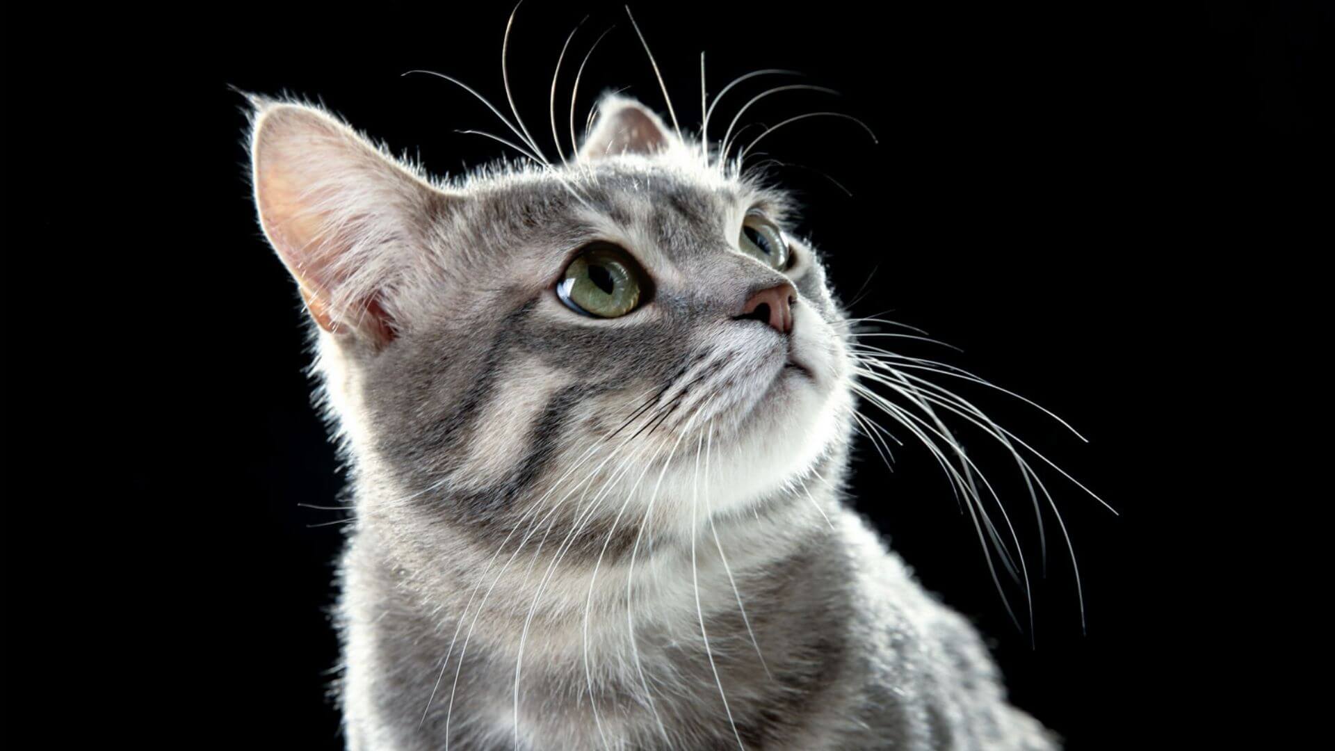 Is a Cat Losing Whiskers Healthy? Wise Kitten