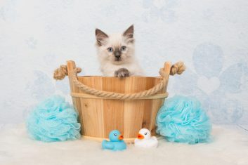 M Cat Names