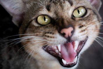 Most Vocal Cat Breeds