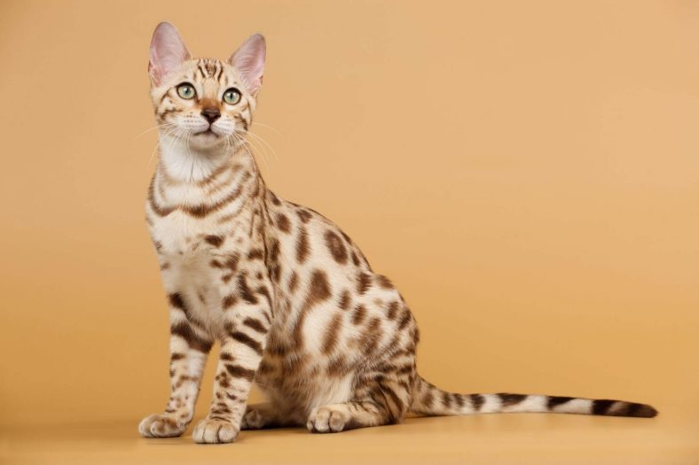 Bengal Cat