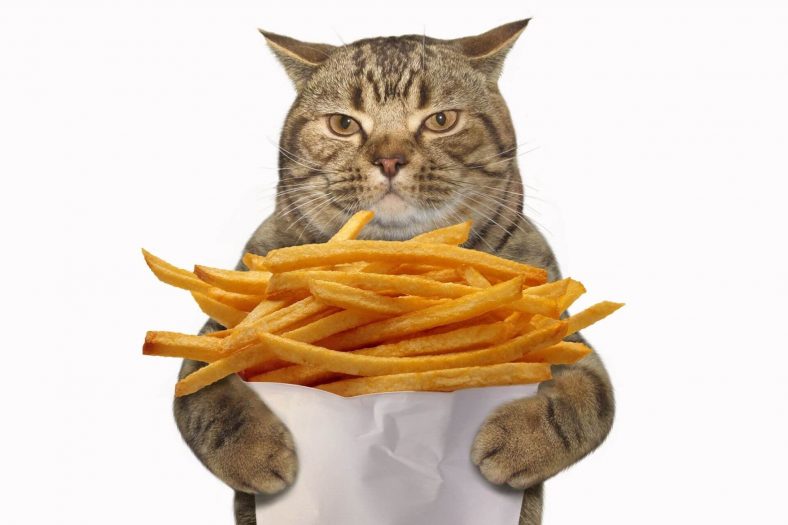 are potato chips bad for cats