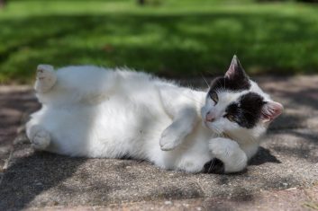 Cat Breeds with Primordial Pouches