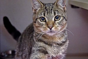 Domestic Cat Breeds