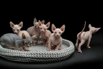 Hairless Cat Breeds
