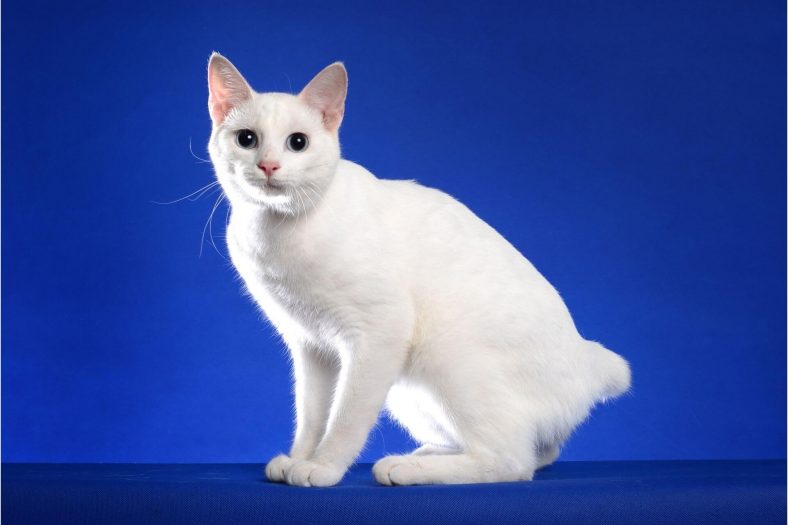 Japanese Bobtail