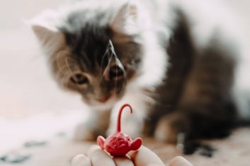 Most Playful Cat Breeds