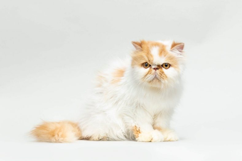 Persian Cat