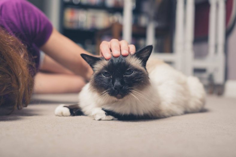 5 Calm Cat Breeds That Will Increase The Peace In The House - Wise Kitten