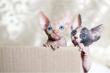 Cat Breeds That Don't Shed