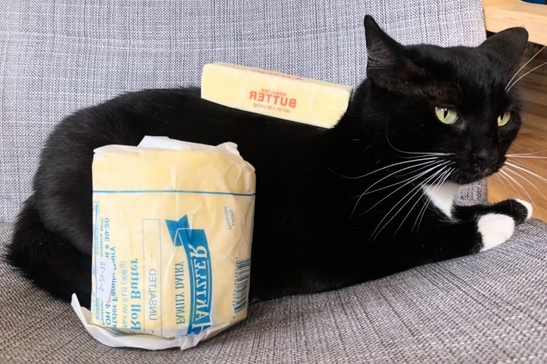 Cat hotsell ate butter