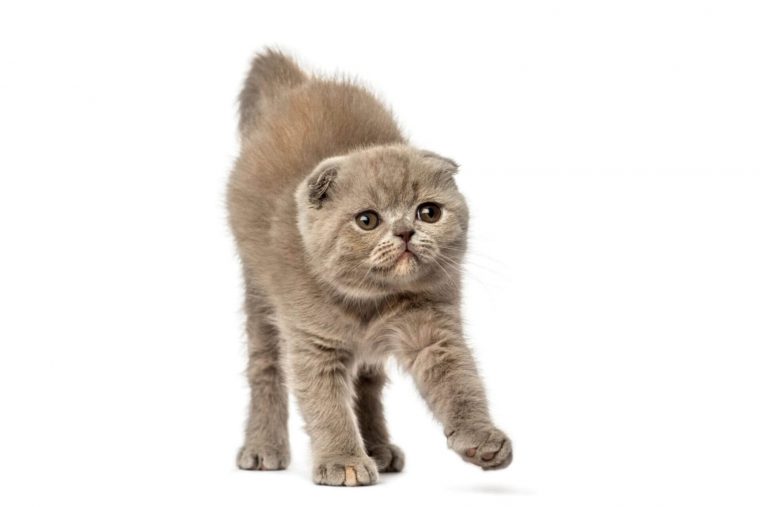 Foldex Cat