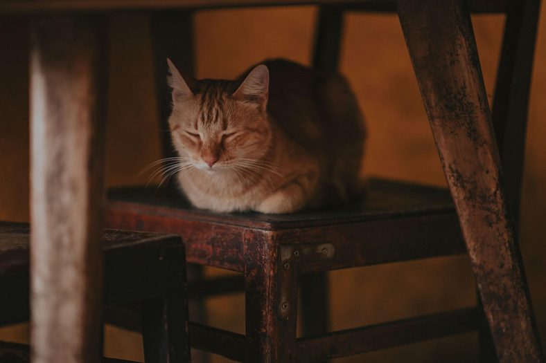 230 Old Man Names For Cats Wise Kitten 230-old-man-names-for-cats-wise-kitten