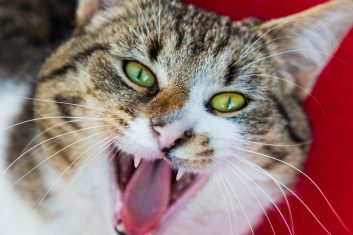 Meanest Cat Breeds