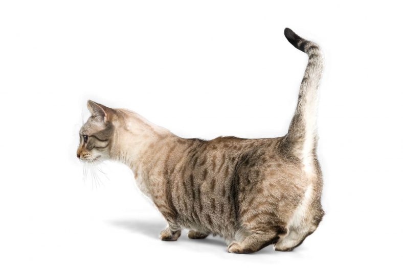 Munchkin Cat