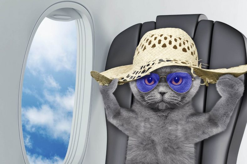 Aviation Names For Cats