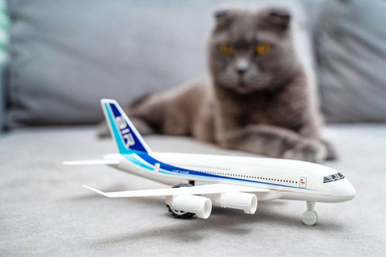 125-cool-aviation-names-for-cats-wise-kitten