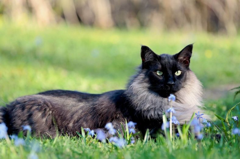 6 Amazing Black Smoke Cat Breeds Wise Kitten