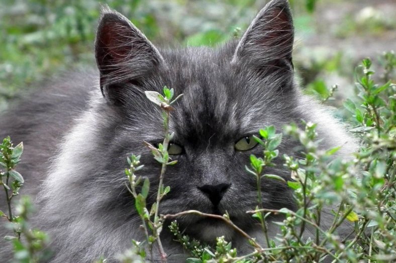 Black Smoke Siberian Cat