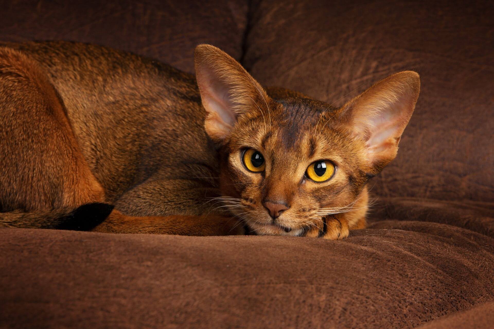 125 Calm Cat Names That Are Really Cool Wise Kitten