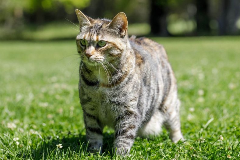 5 Cat Breeds That Act Like Dogs Wise Kitten