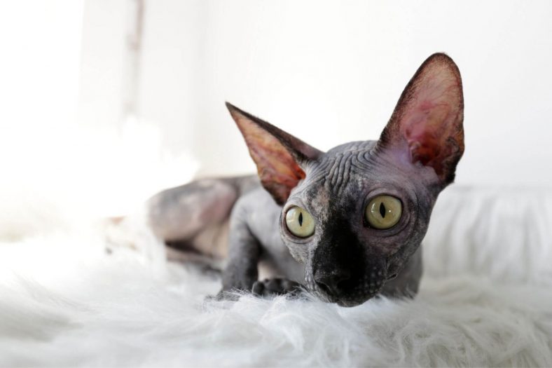 5 Ugly Cat Breeds That Will Definitely Steal Your Heart - Wise Kitten