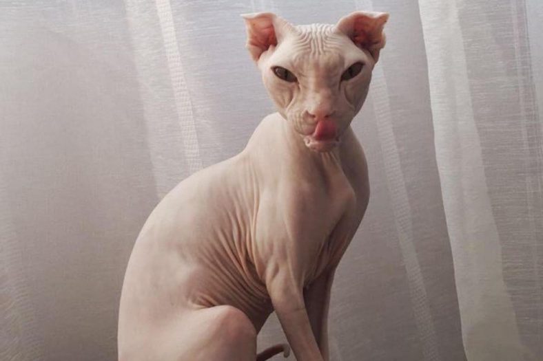 5 Ugly Cat Breeds That Will Definitely Steal Your Heart - Wise Kitten