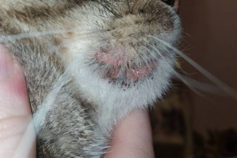 Can Cats Cause Acne in Humans? - Wise Kitten