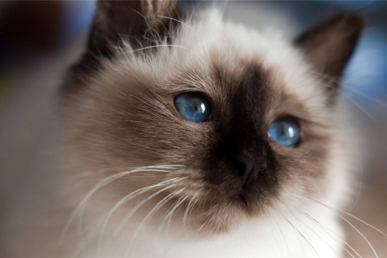 10 Amazing Chocolate Point Cat Breeds - Wise Kitten