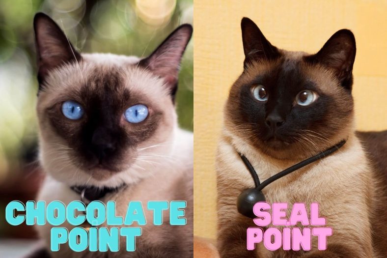 Chocolate Point vs Seal Point