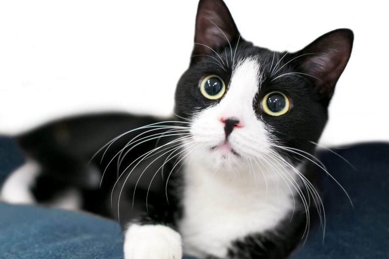 11 Most Common Cat Breeds With Tuxedo Markings - Wise Kitten