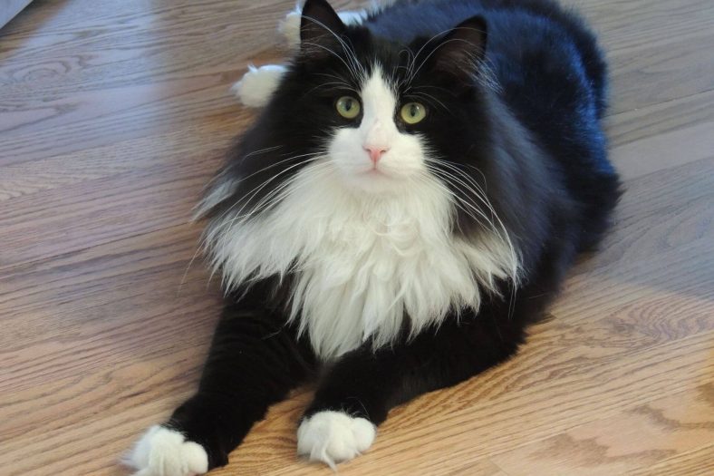 11 Most Common Cat Breeds With Tuxedo Markings - Wise Kitten