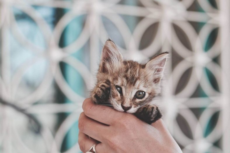 American Keuda Kitten