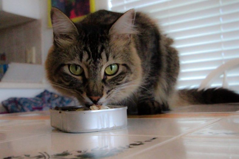 Can Cats Eat Sardines in Olive Oil? Wise Kitten