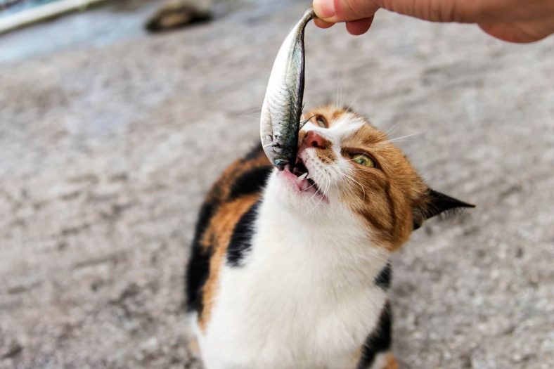 Can Cats Eat Sardines In Olive Oil Wise Kitten