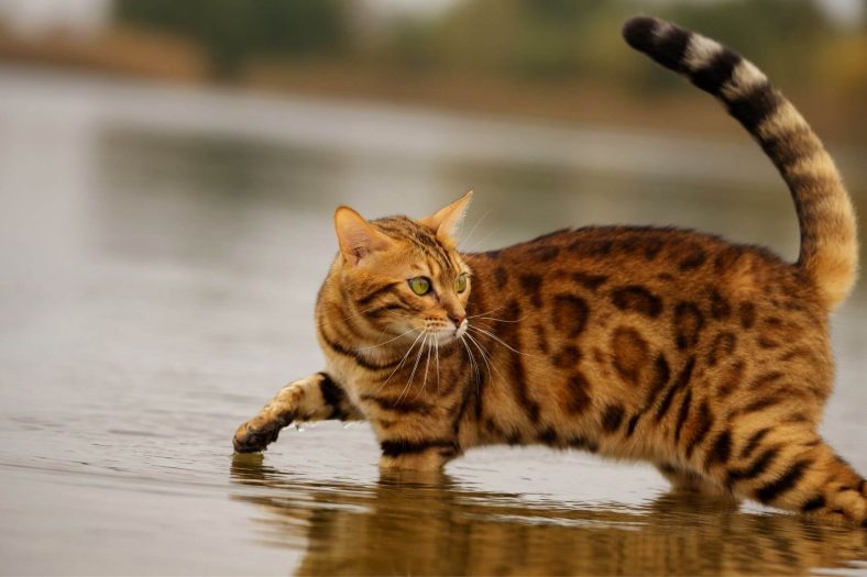 200-water-themed-cat-names-wise-kitten