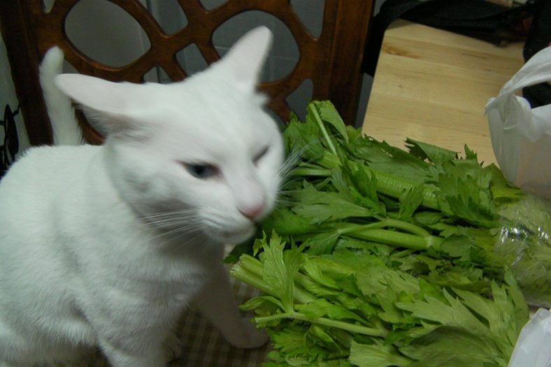 Can Cats Eat Celery? Is Celery Safe For Cats? Wise Kitten