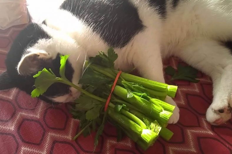 Cats Celery