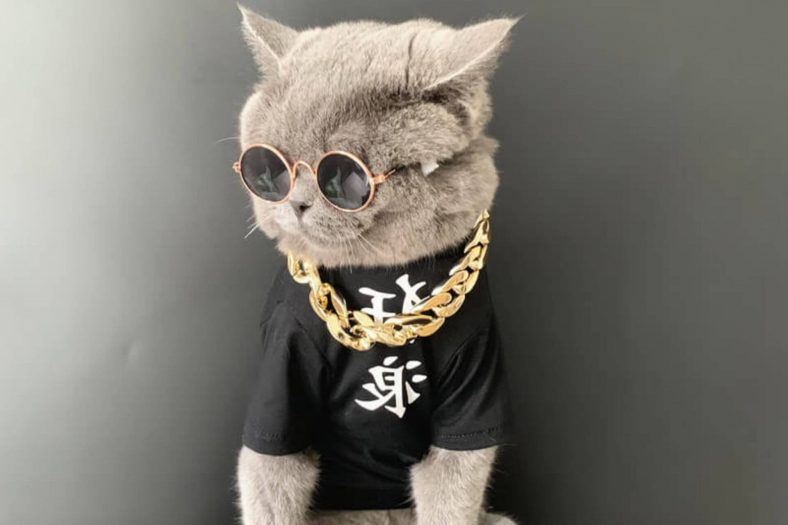 450+ Rapper Cat Names - Wise Kitten