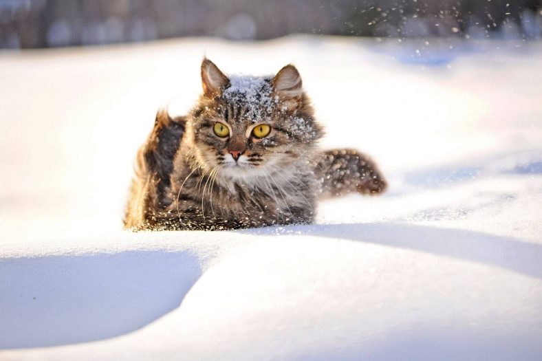 260-cool-winter-cat-names-wise-kitten