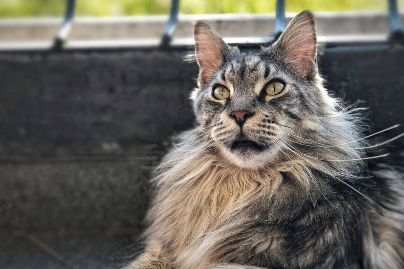 6 Beautiful Cat Breeds With Pointy Ears - Wise Kitten