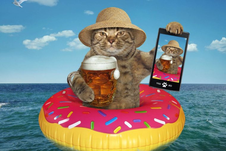 50 Great Beer Names For Cats Wise Kitten