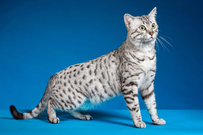 Cat Breeds in India Egyptian Mau