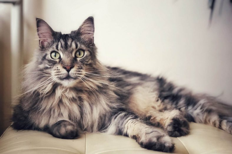 Cats That Shed The Most Maine Coon