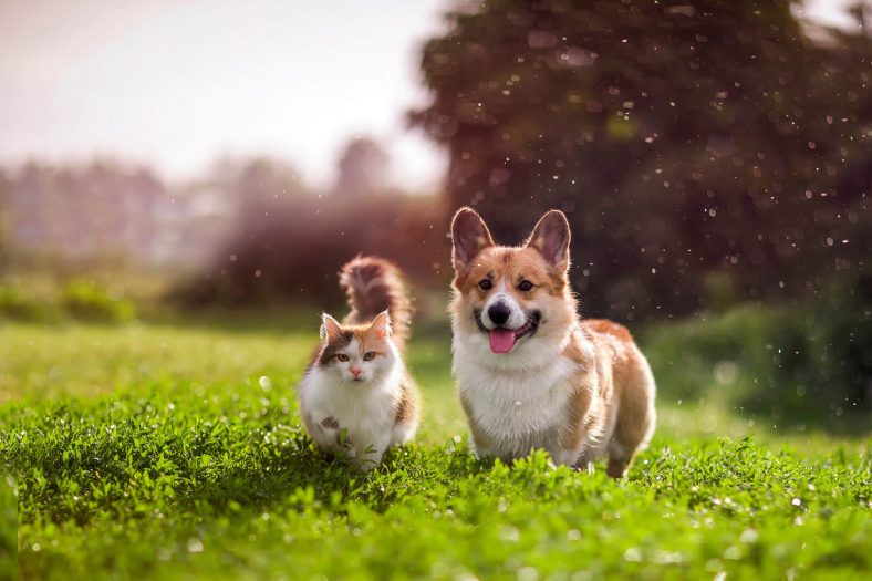 Cat and Dog Friendship